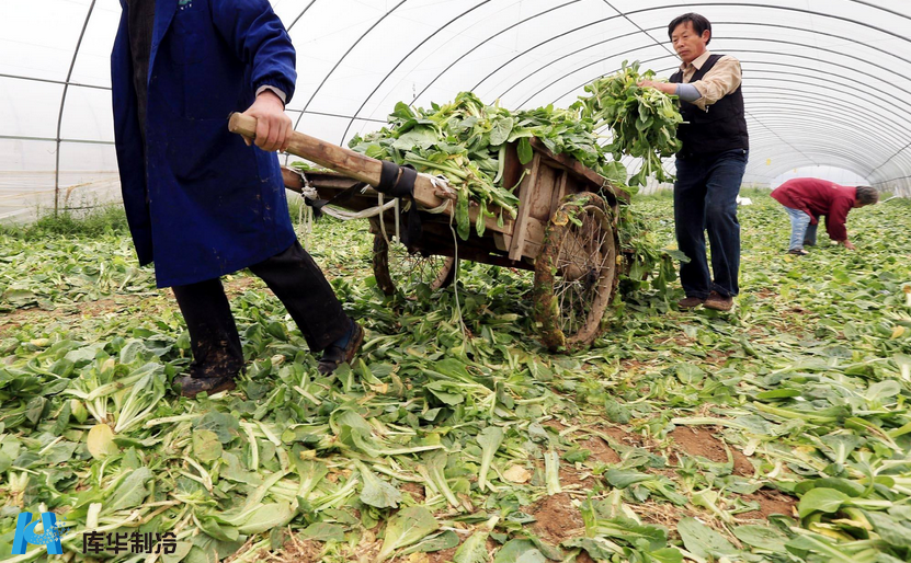 蔬菜冷庫(kù)建造